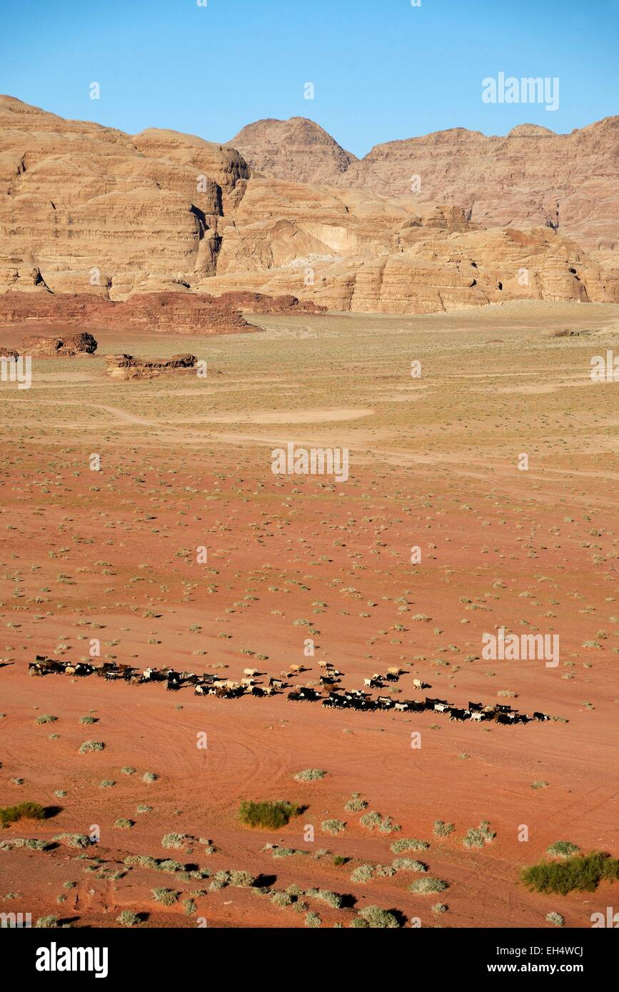Jordan, Wüste Wadi Rum, geschützten Bereich Weltkulturerbe von UNESCO, Herde von Ziegen, rote Sandwüste und Felsen Stockfoto