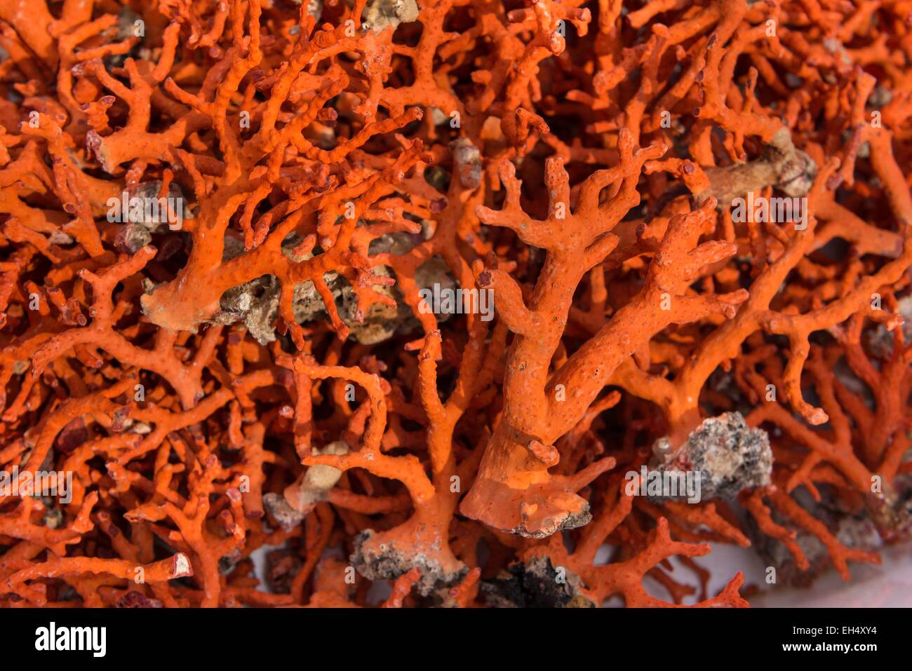 Frankreich, Corse du Sud, Bonifacio, Red Coral (Detail) Stockfoto