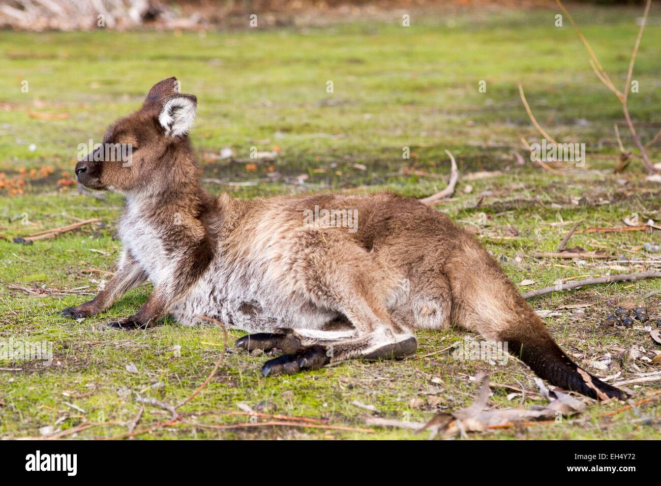 Australien, South Australia, Kangaroo Island, Kangaroo Island Känguru, Unterart des westlichen grau Kangaroo endemisch auf Kangaroo Island (Macropus Fuliginosus Fuliginosus) in einem park Stockfoto