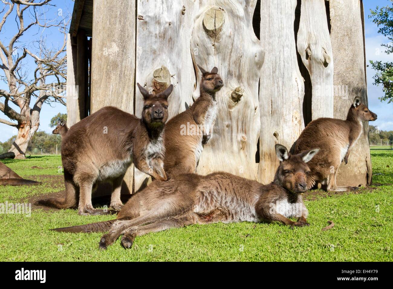Australien, South Australia, Kangaroo Island, Unterart des westlichen grau Kangaroo endemisch auf Kangaroo Island (Macropus Fuliginosus Fuliginosus) in einem park Stockfoto