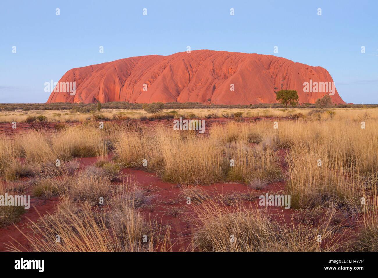Australien, Northern Territory, Uluru-Kata Tjuta National Park als Weltkulturerbe der UNESCO, Ayers Rock oder Uluru aufgeführt, Sandstein rock heiligen Ort für die Ureinwohner Stockfoto