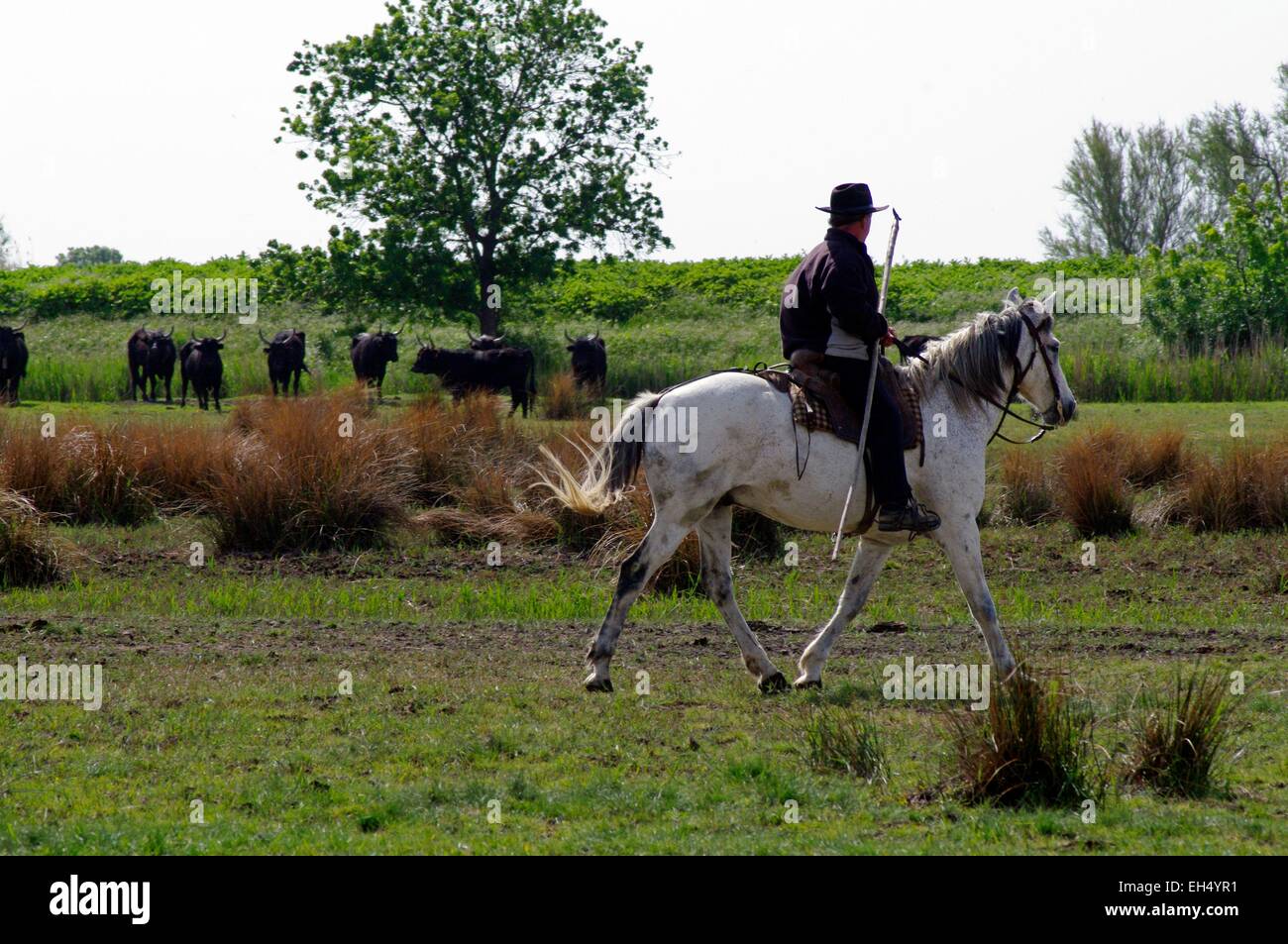 Frankreich, Gard, der kleine Camargue, Wächter mit dem Pferd Stockfoto