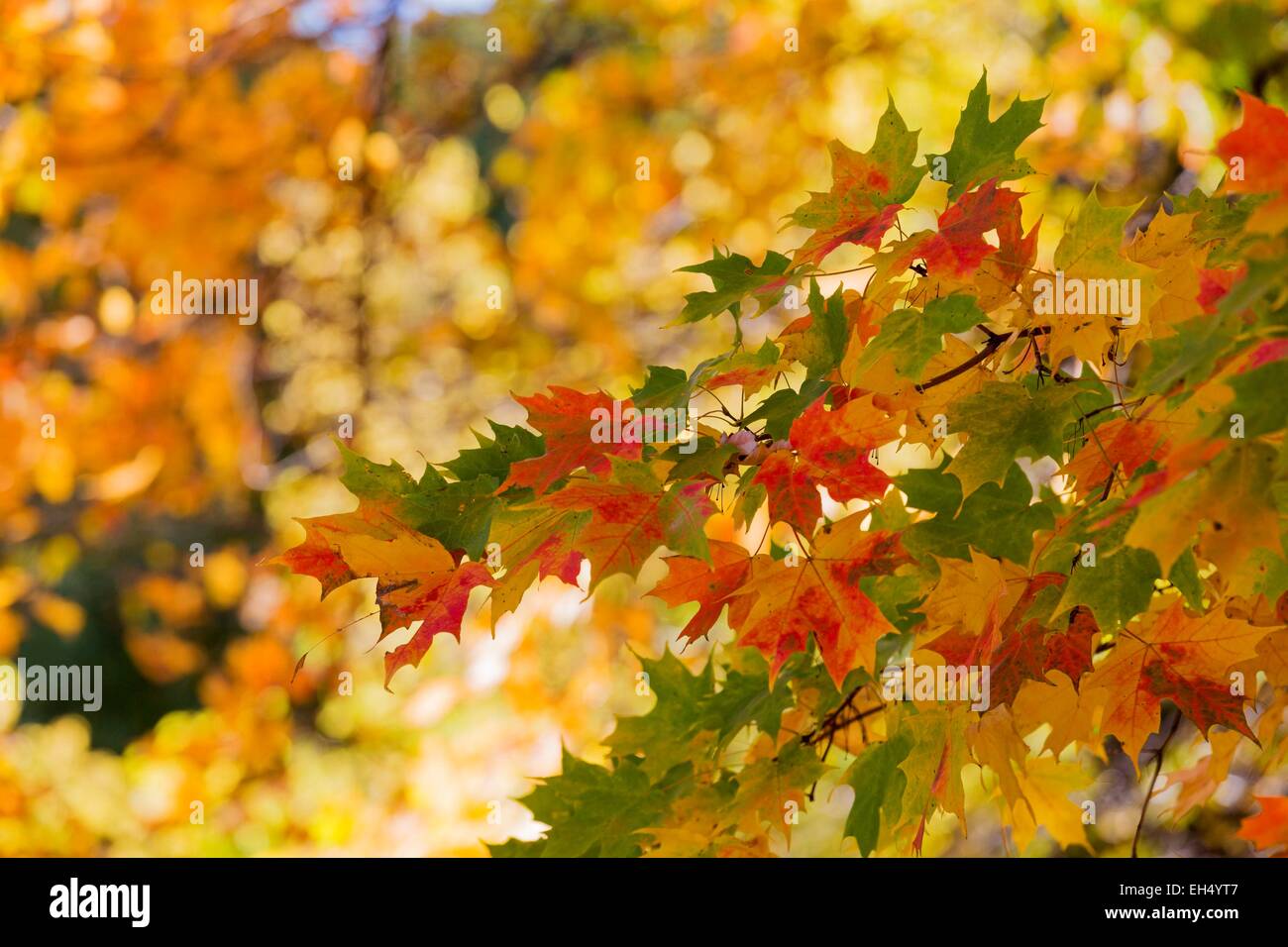 Kanada, Quebec, Montreal, Herbstlaub Stockfoto