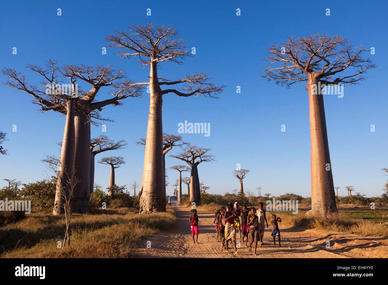 Madagaskar, Menabe Region, Morondava, Kinder in der Allee der Baobabs, Grandidiers Baobabs (Affenbrotbäume Grandidieri) Stockfoto