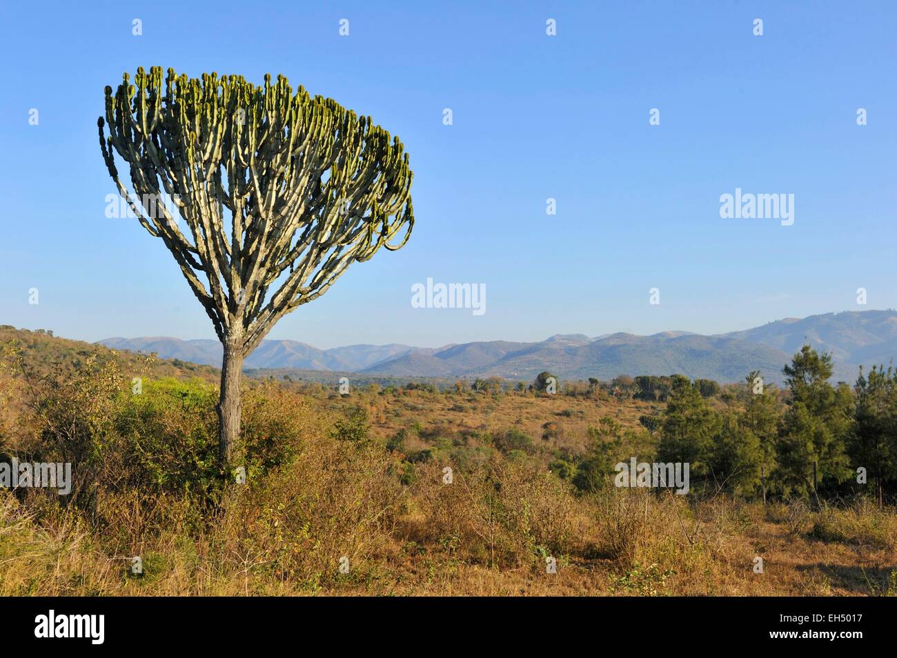 Südafrika, Kwazulu Natal, Eshowe, Zululand Stockfoto