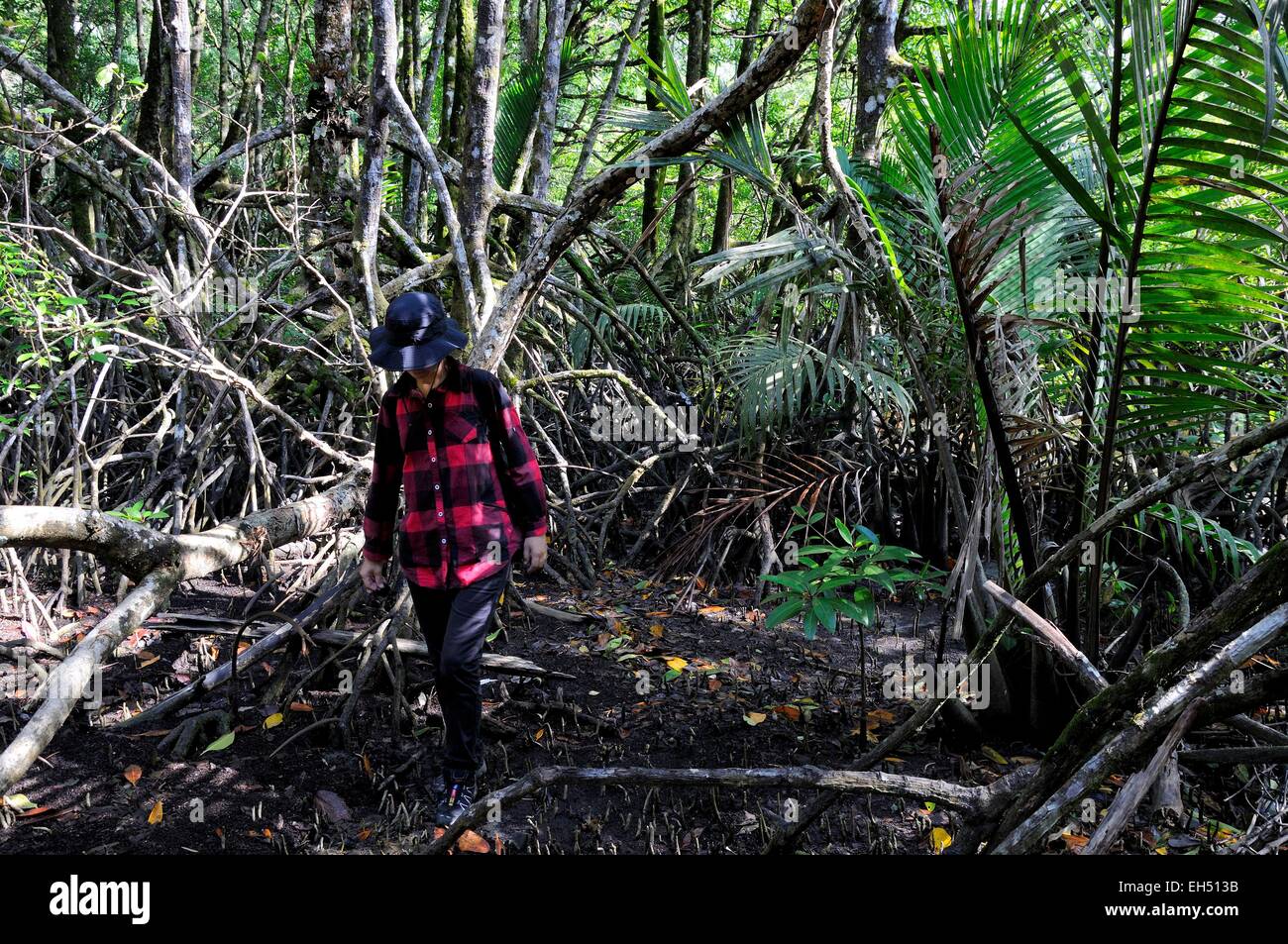 Malaysia, Borneo, Sarawak, Bako Nationalpark, Frau Wandern im Wald auf Telok Delima trail Stockfoto