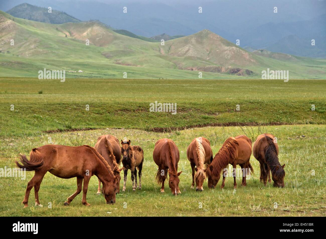 Mongolei, Bulgan, Pferde in der Steppe Stockfoto