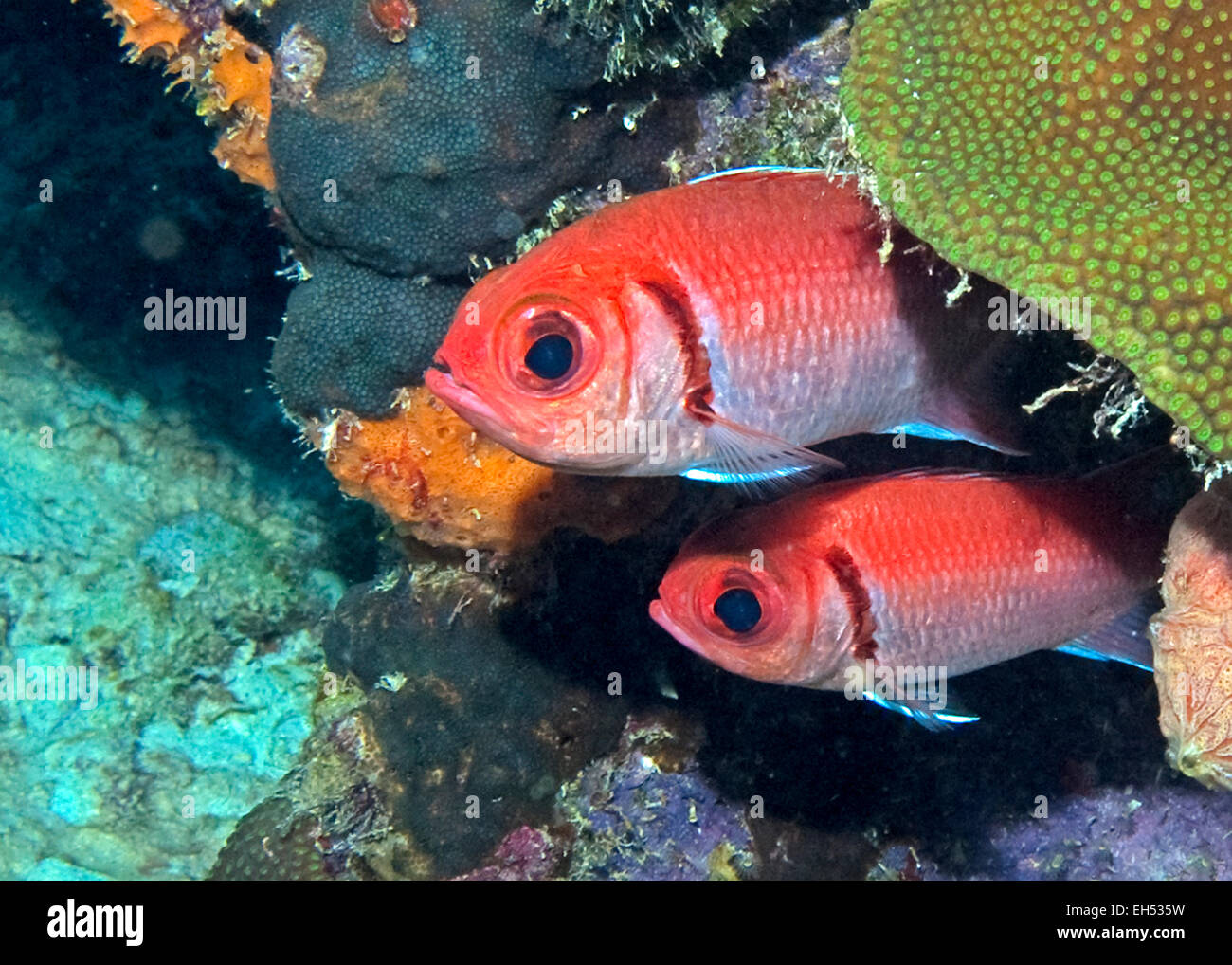 Blackbar Soldierfish - Myripristis jacobus Stockfoto