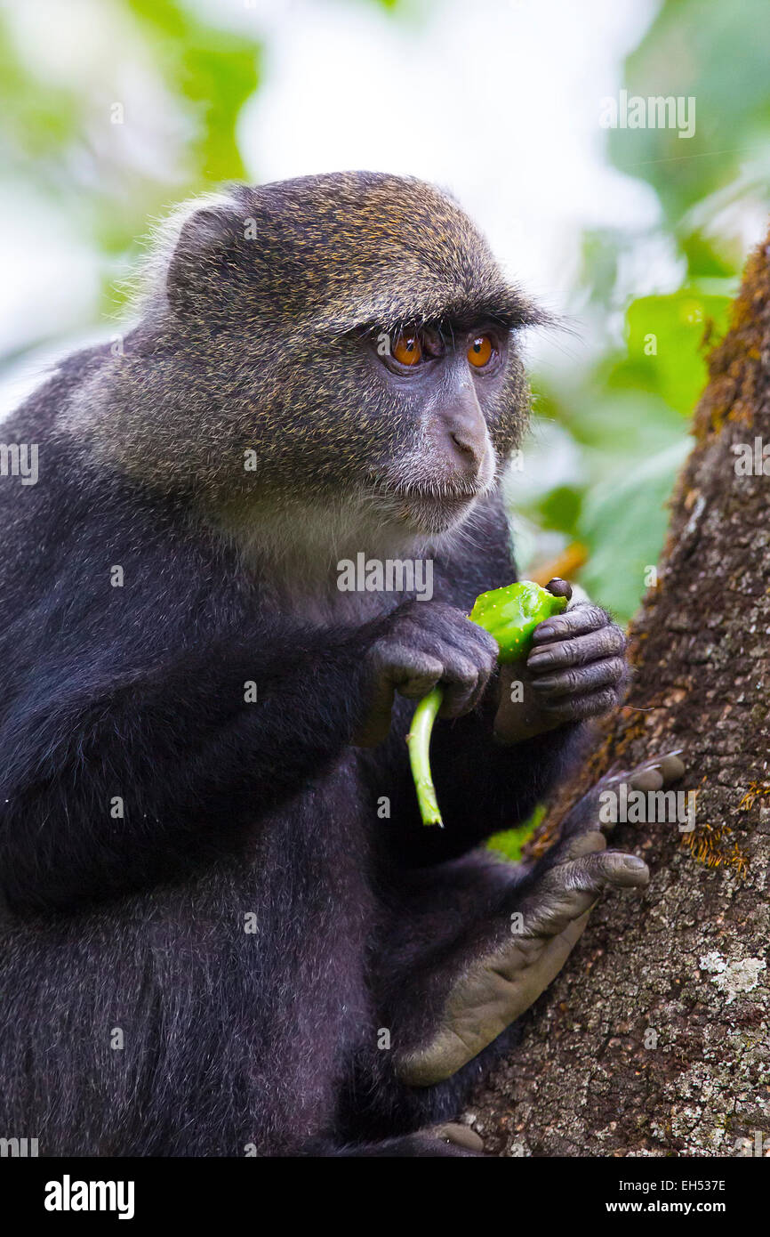 Essen im Baum Diademmeerkatze Stockfoto
