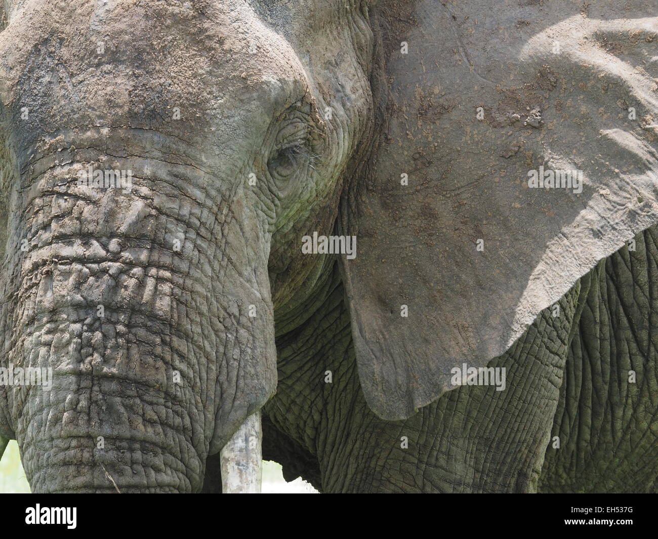 Nahaufnahme eines alten afrikanischen Elefanten (Loxodonta Africana) mit robusten Schlamm verkrustet Hide starrte auf die Kamera in Ruaha-N-P-Tanzania Stockfoto