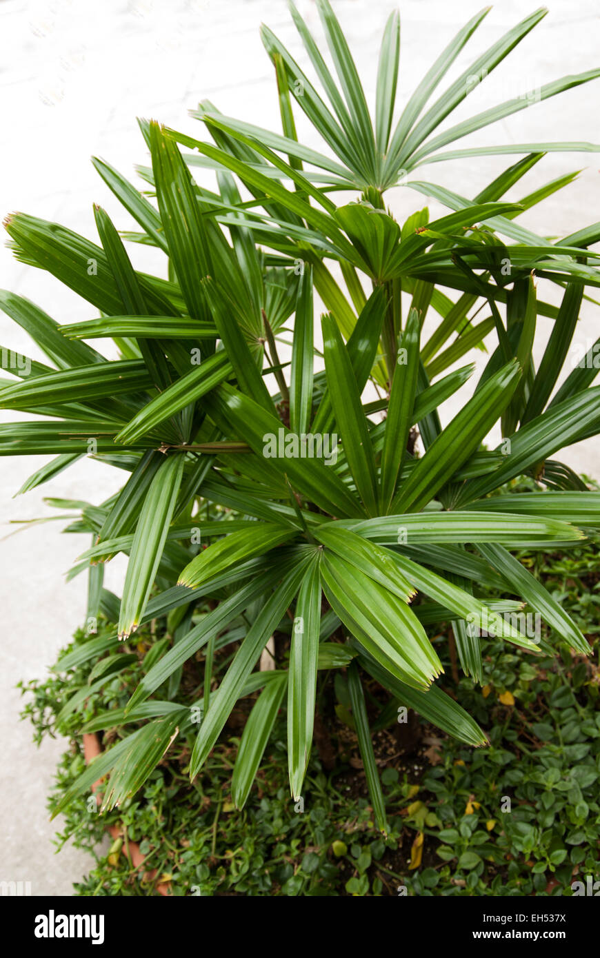 Rhapsis Excelsa, Lady Palm Stockfoto