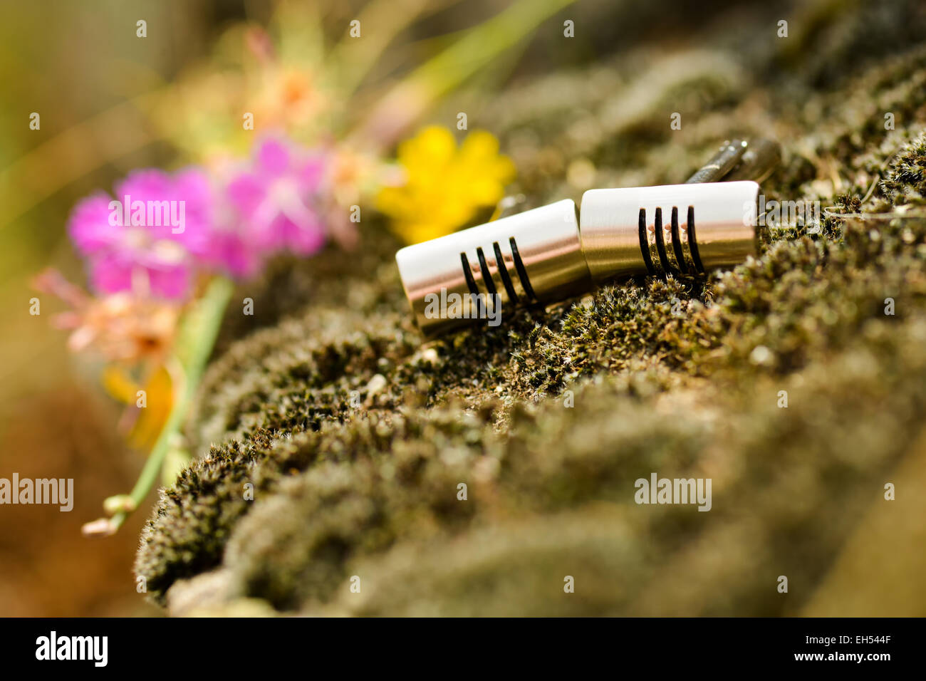 Manschettenknöpfe Gold gerippt sitzen auf einem Baum Moos und einen bunten Hintergrund Stockfoto