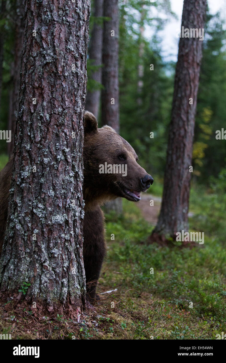 Wilde Braunbären in einem Wald Stockfoto