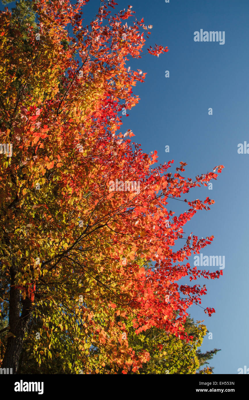Ahornbäume in Ontario, Kanada zeigen ihre Schönheit im Herbst, da ihre Blätter verfärben Stockfoto
