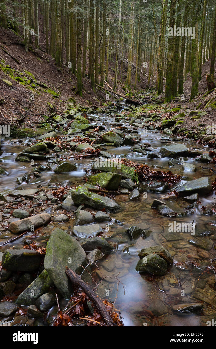 Ansicht des Stromes in einer Schlucht im Wald Stockfoto