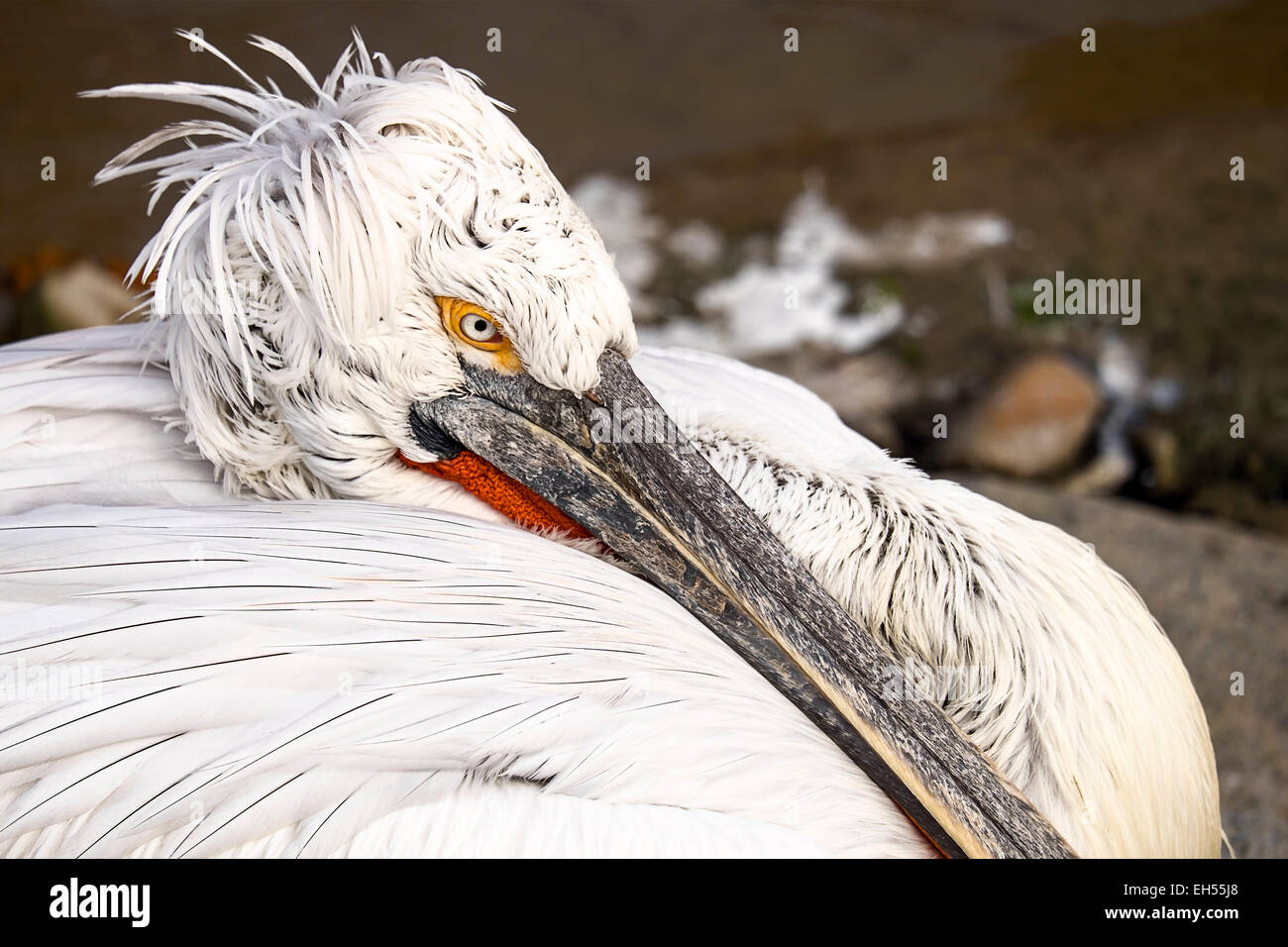Auge des Pelikan Stockfoto