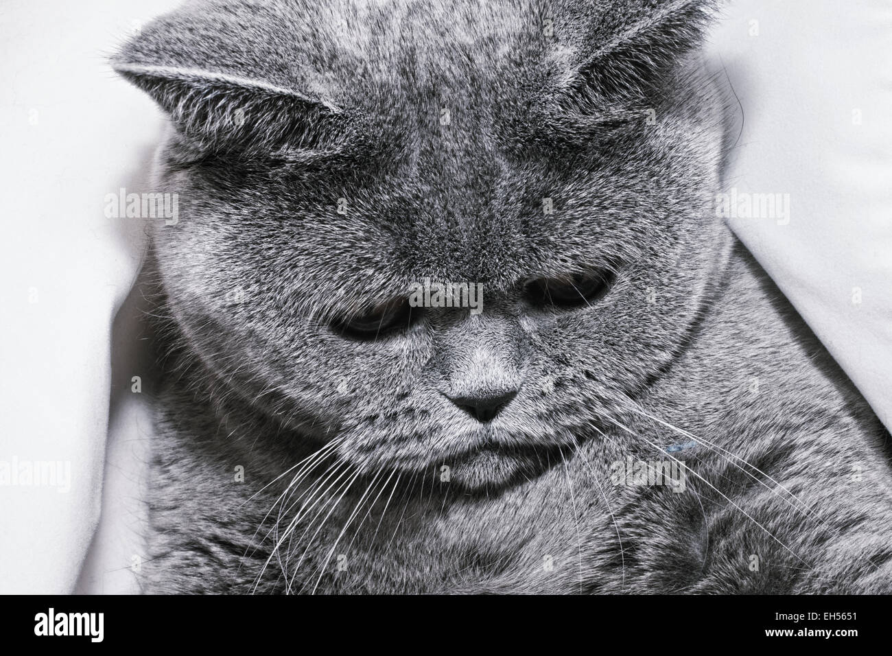 Junge kurzhaarige britische graue Katze hautnah Stockfoto