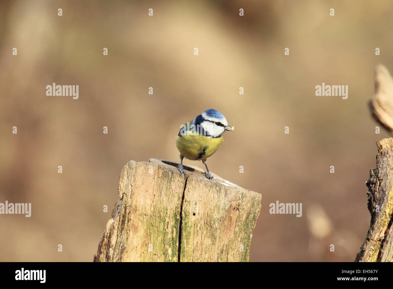 Blauer Tit Cyanistes Caeruleus einen Sperlingsvögel Song Vogel Wald Garten und Hecke Stockfoto
