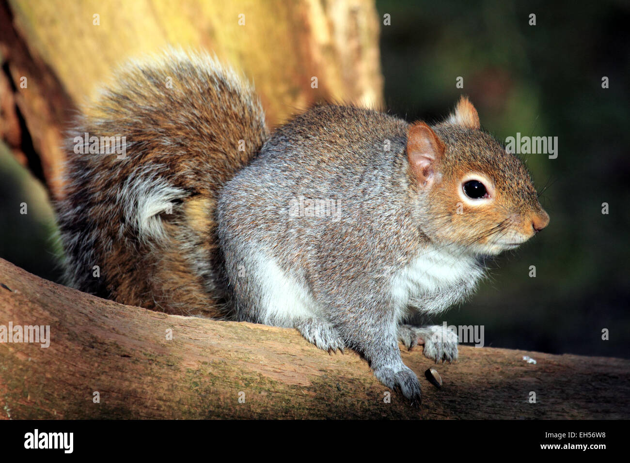 Graue Eichhörnchen Sciurus Carolinensis A Wald Säugetier ernähren sich von Eicheln Amd Muttern Stockfoto