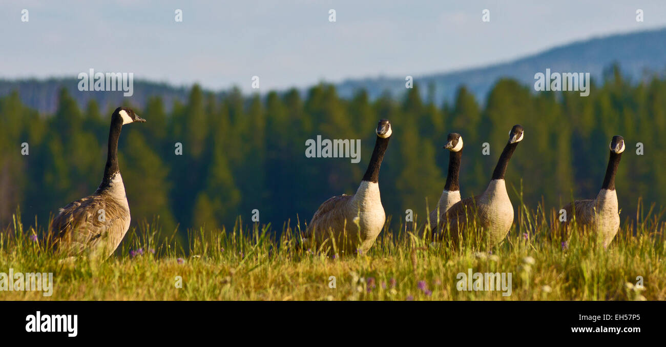 Fünf Gänse im Yellowstone National Park mit einem anscheinend Befehle zu erteilen, um die restlichen vier! Stockfoto