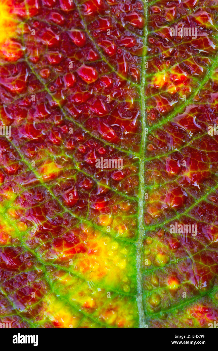 Feuchtigkeit auf einem bunten Herbst-Blatt. Stockfoto