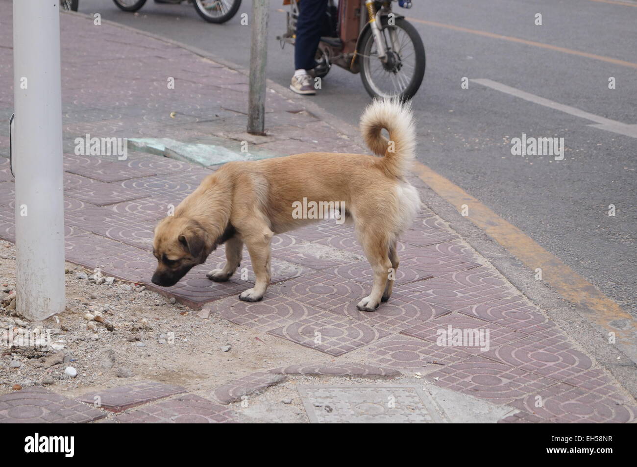 Eine Straße Hund Stockfoto