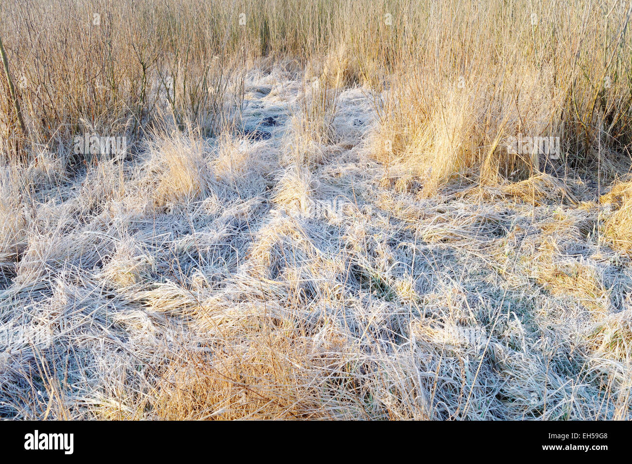 gefrorene Stroh an den sonnigen Wintermorgen Stockfoto