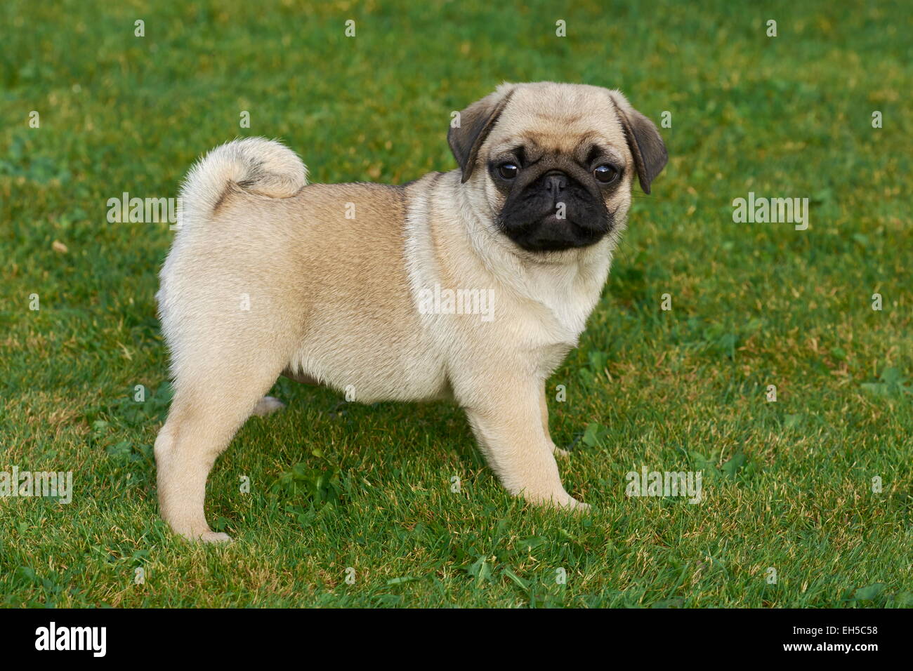Mops Welpen Stockfoto