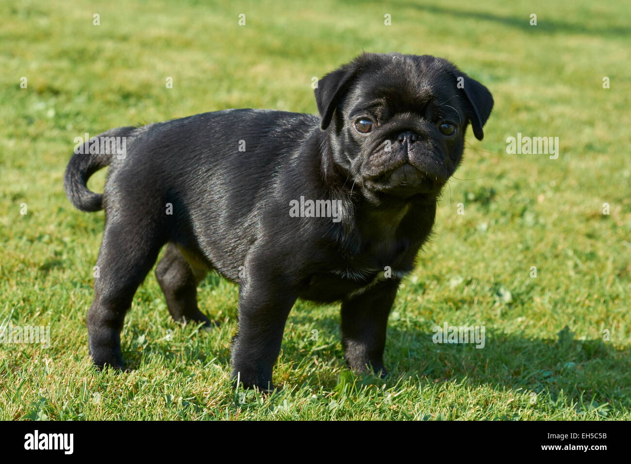 Schwarze Mops Welpen Stockfoto