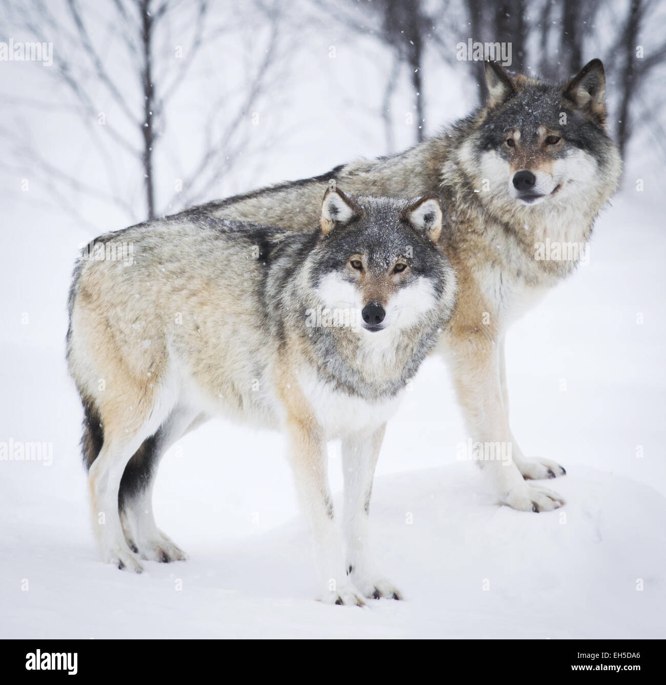 Wolf in einem norwegischen Winterwald. Schneien. Stockfoto