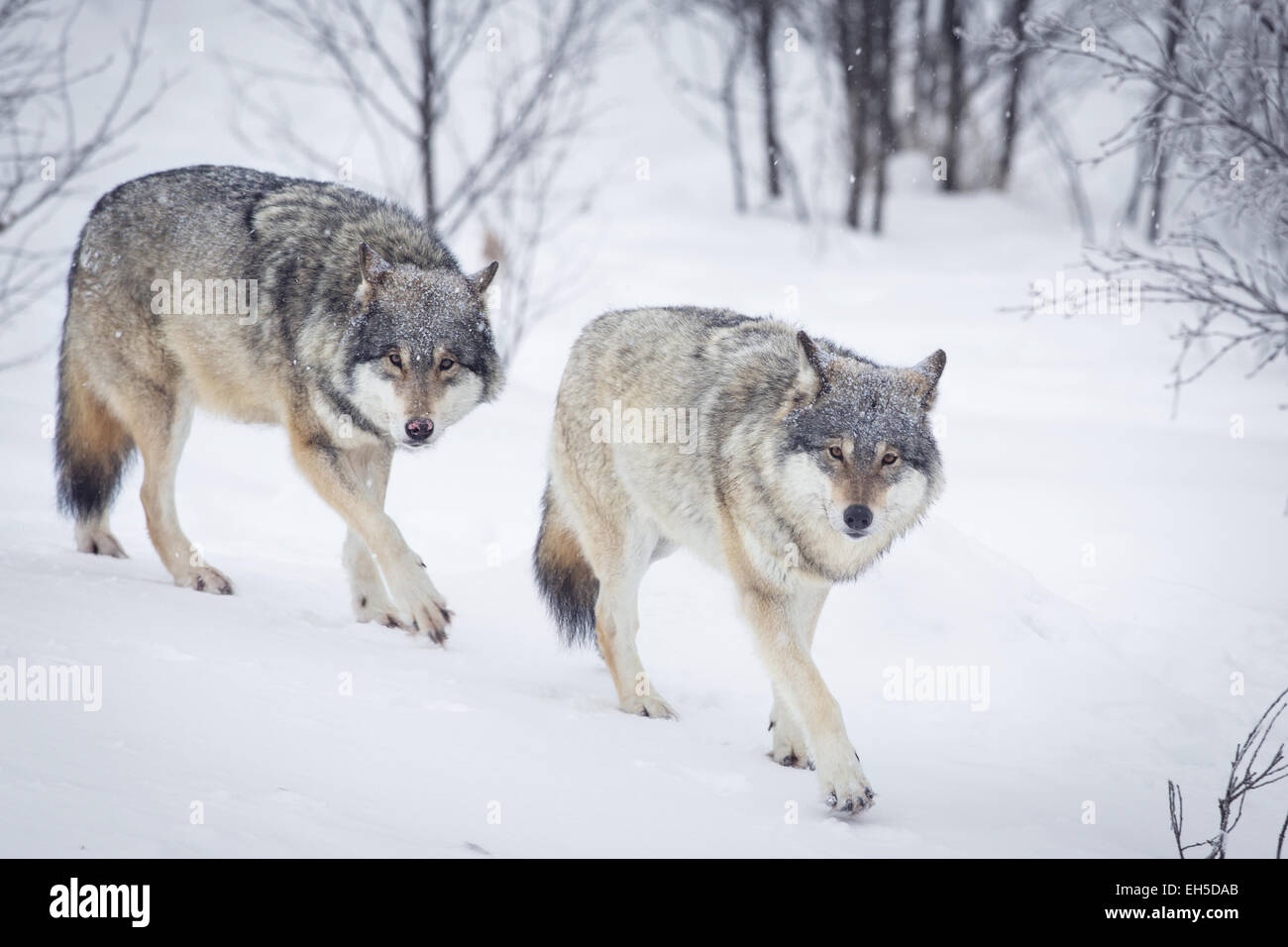 Wolf in einem norwegischen Winterwald. Schneien. Stockfoto