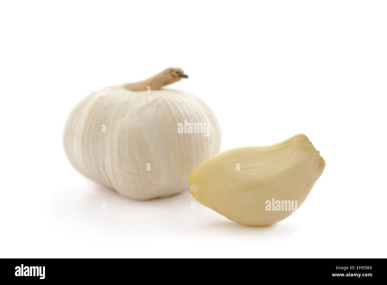 Seitenansicht eines Bio-Knoblauch und Knoblauch gefüttert auf weißem Hintergrund. Allium Sativum, Knoblauch, umgangsprachlich ist eine Art in der Stockfoto