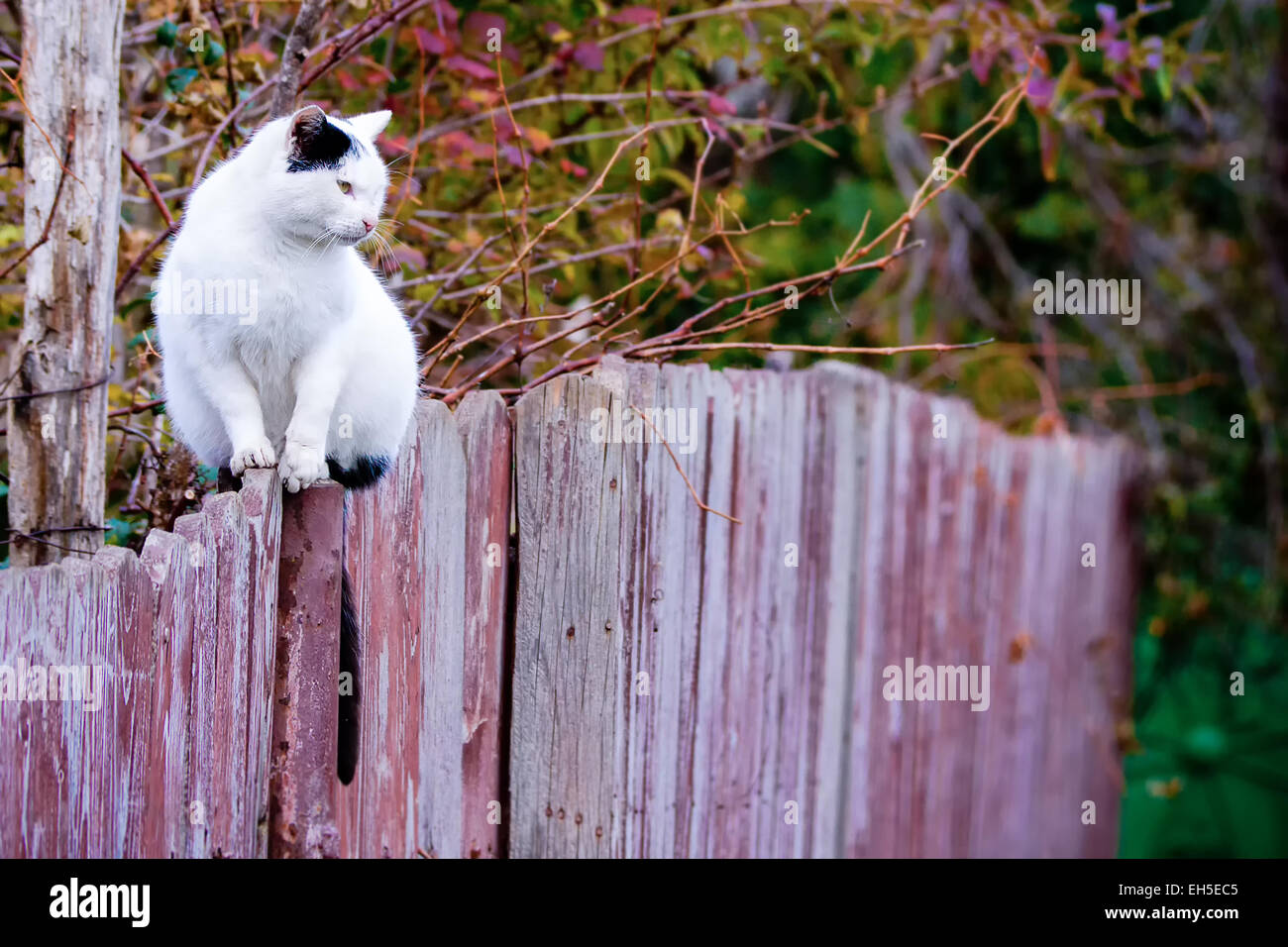 Katze Stockfoto