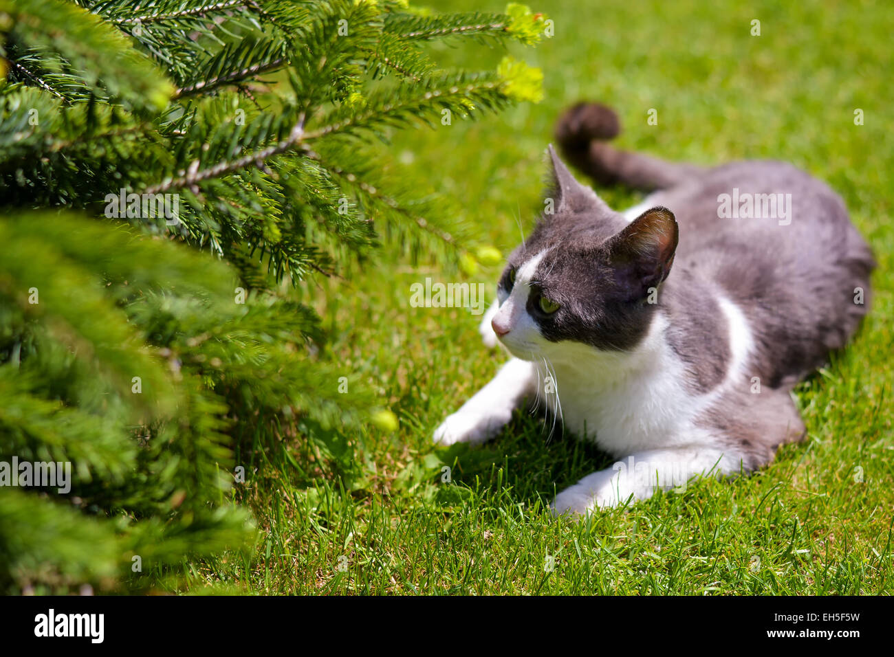 Graue und weiße Katze sitzen auf der Wiese in der Nähe eines Baumes Stockfoto