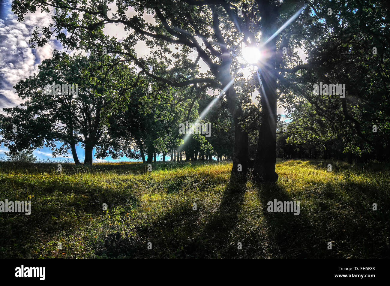 Natur. Pfad im Wald mit Sonnenschein Stockfoto