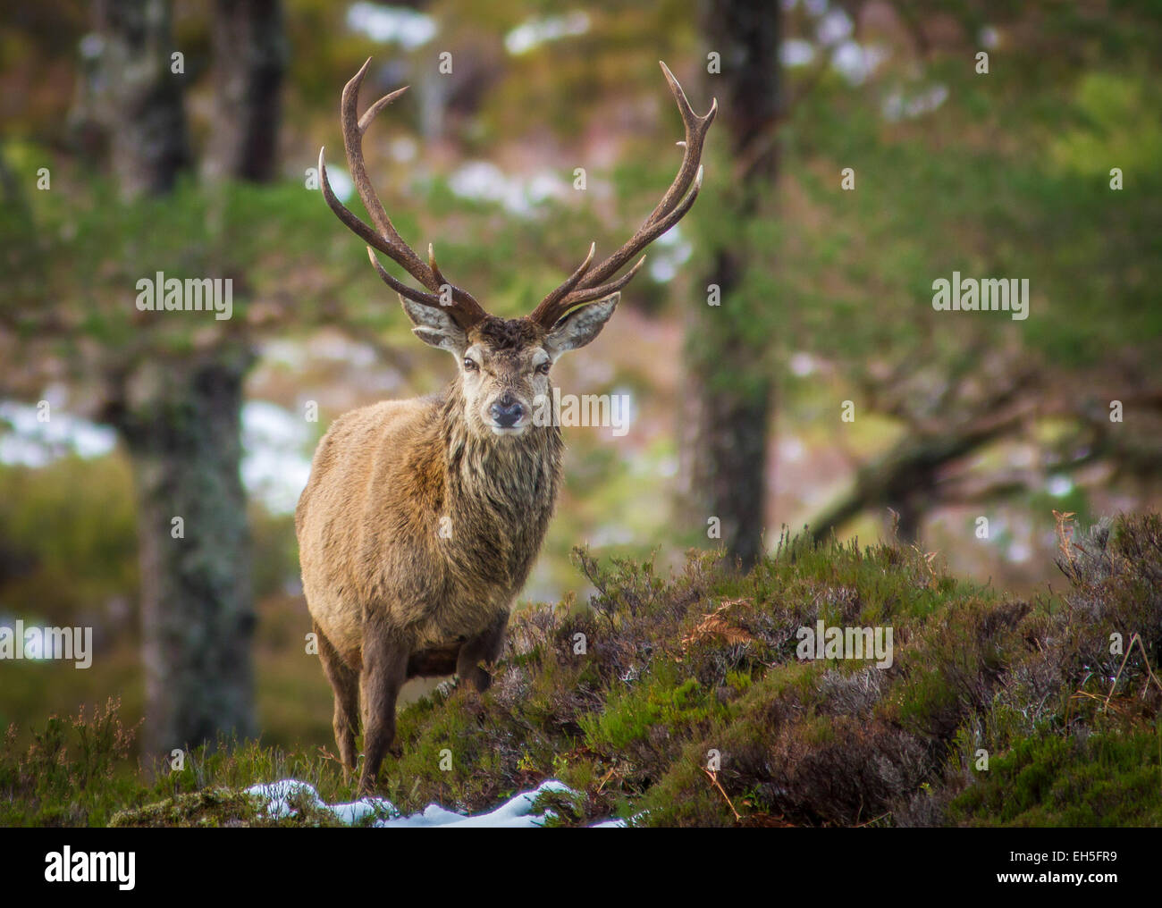 Rote Rotwild Hirsch im Wald, Glen Cannich, Schottland Stockfoto