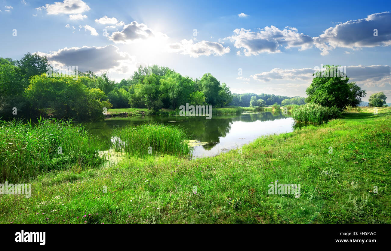 Ruhiger Fluss im Wald auf sonnigen Tag Stockfoto