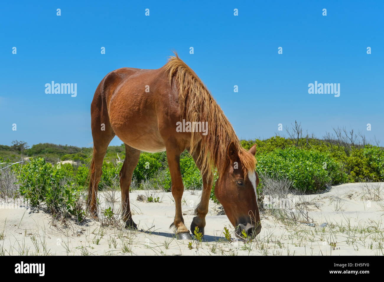 spanischer Mustang Wildpferd auf den Dünen in North carolina Stockfoto