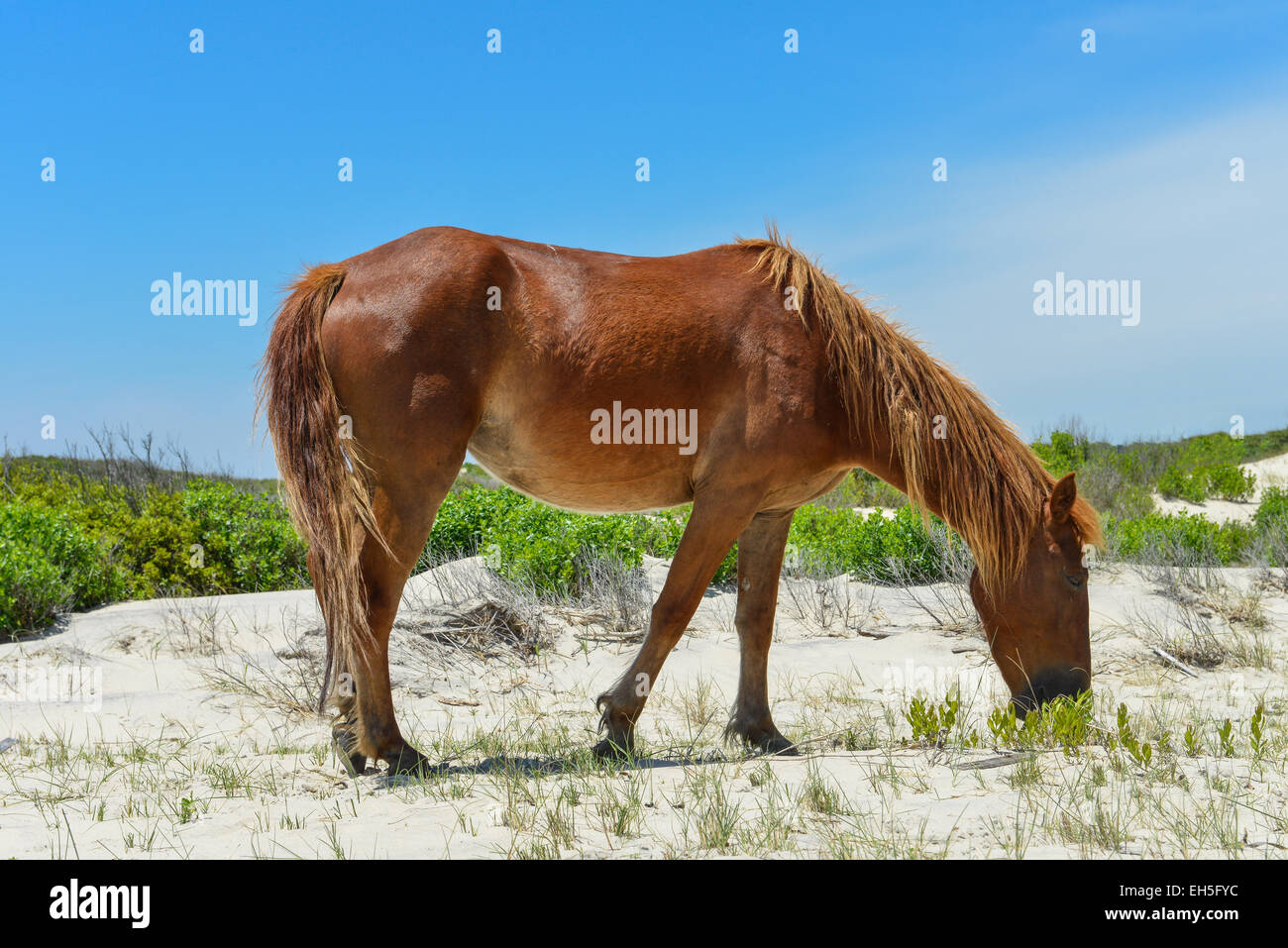 spanischer Mustang Wildpferd auf den Dünen in North carolina Stockfoto