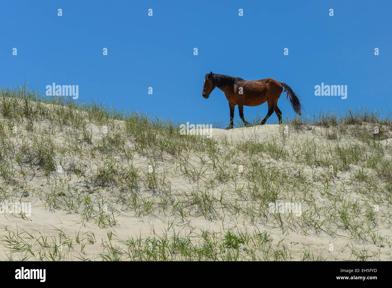 spanischer Mustang Wildpferd auf den Dünen in North carolina Stockfoto