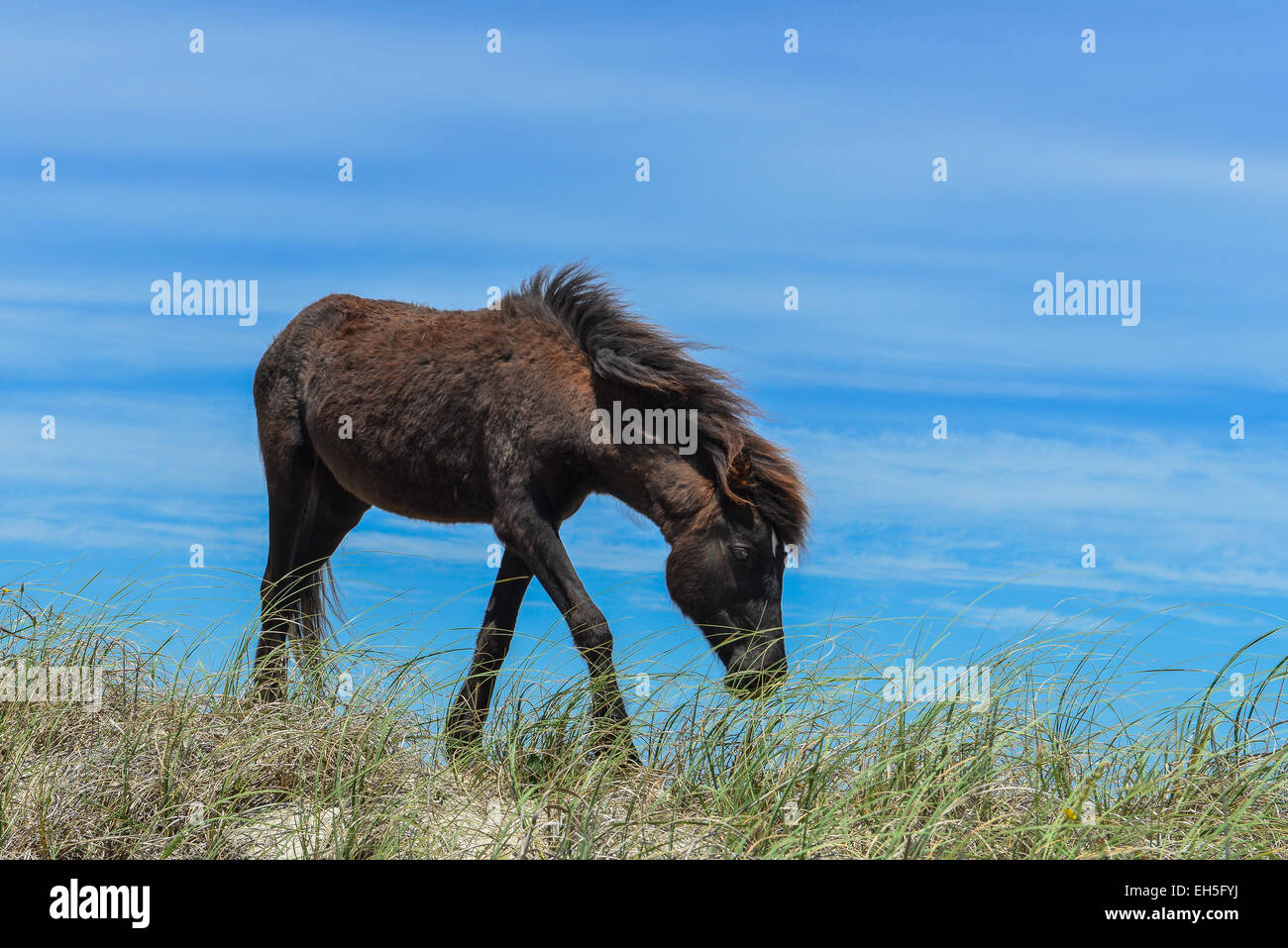 spanischer Mustang Wildpferd auf den Dünen in North carolina Stockfoto