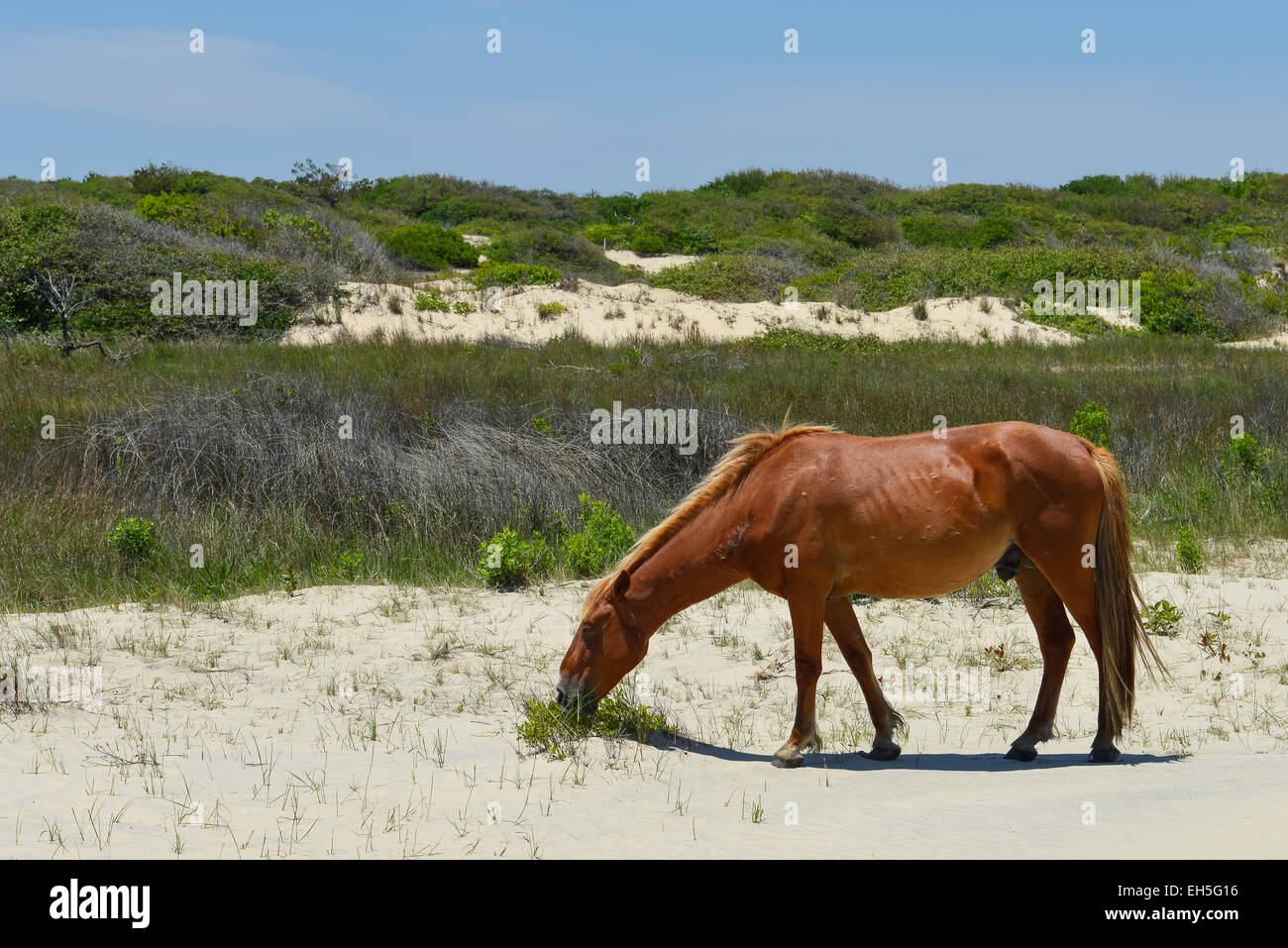 spanischer Mustang Wildpferd auf den Dünen in North carolina Stockfoto