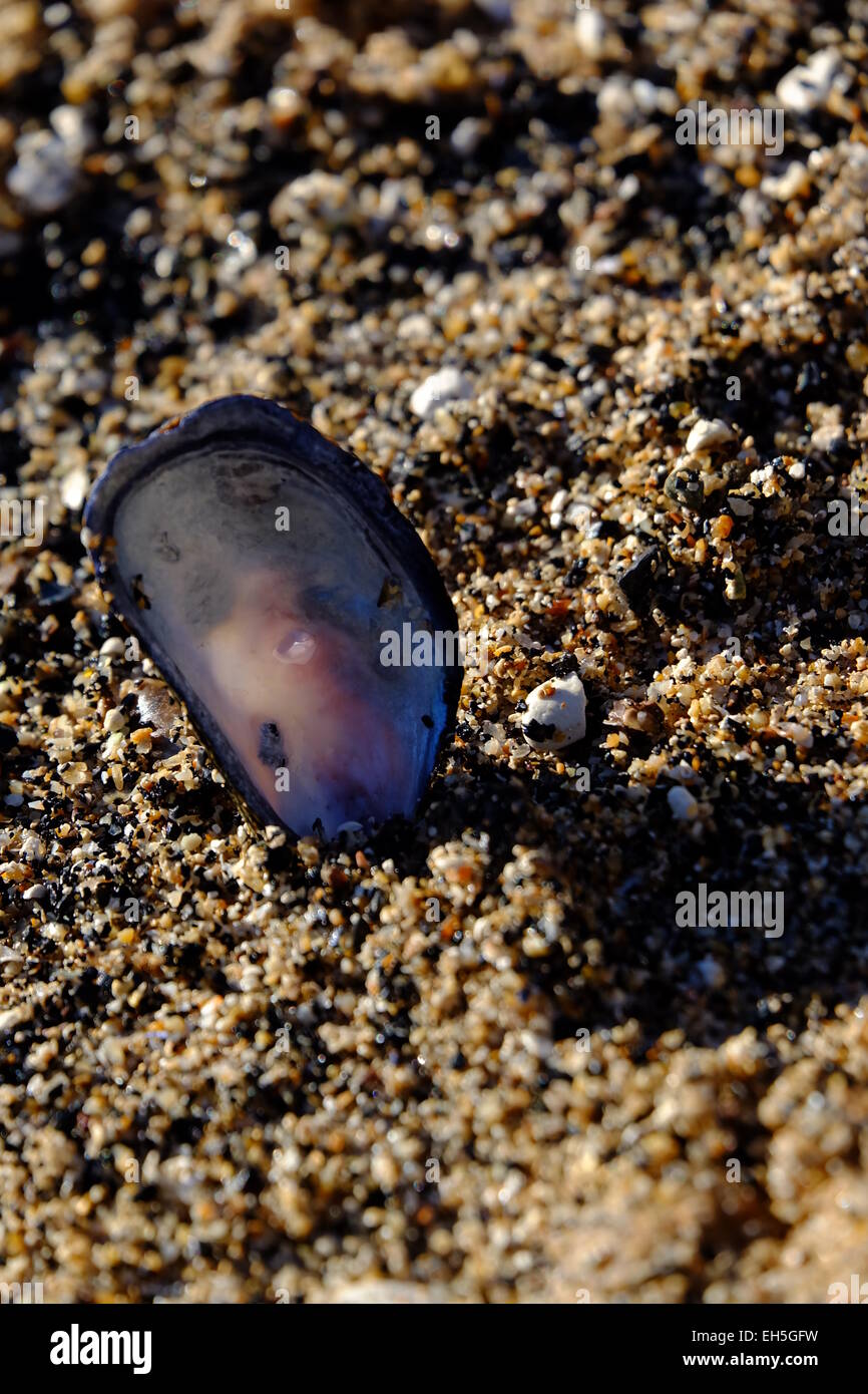 Muschelschale Stockfoto