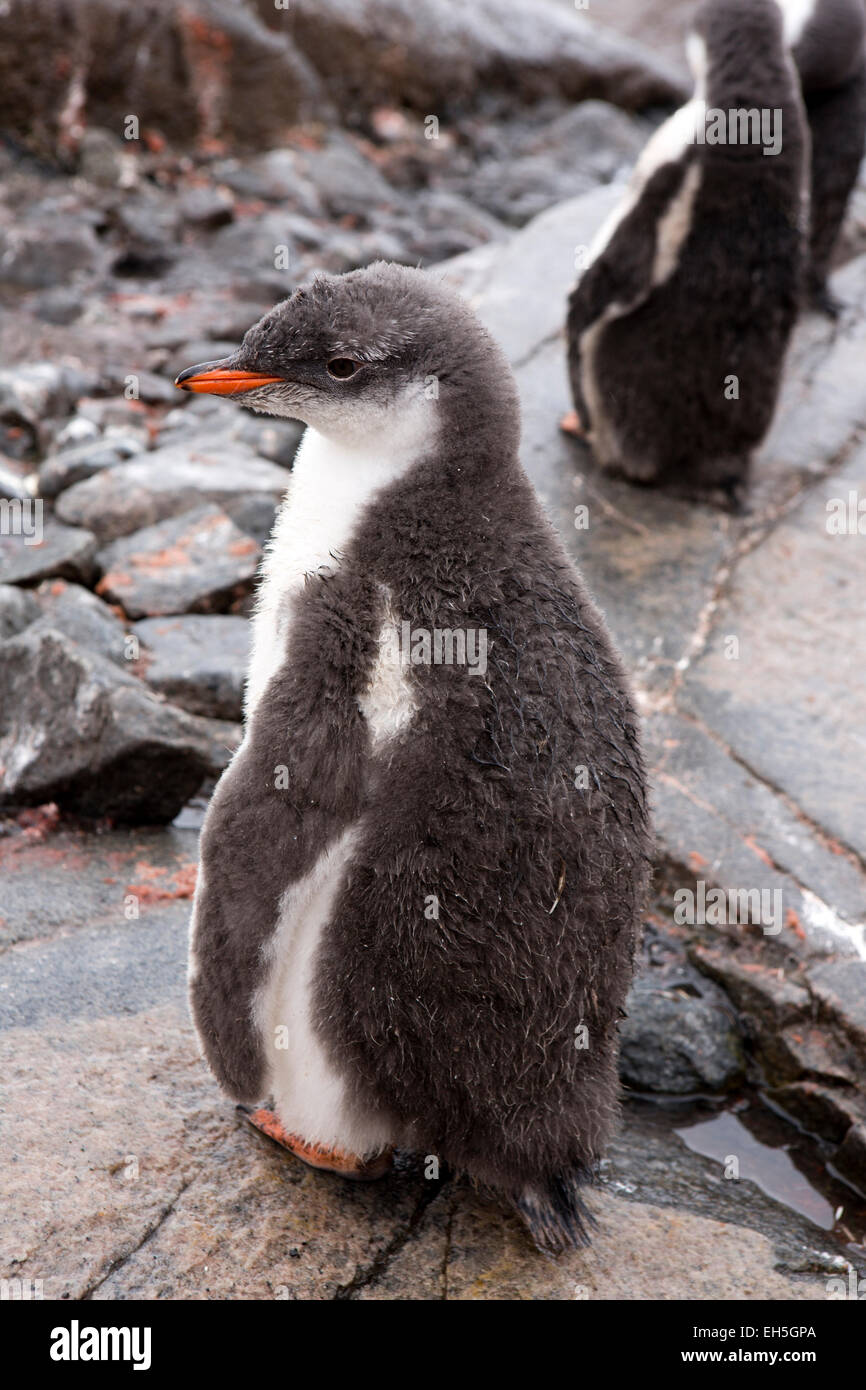 Antarktis, Goudier-Insel, Port Lockroy, junge Gentoo Pinguin Küken mit nassen Flaum Gefieder Stockfoto