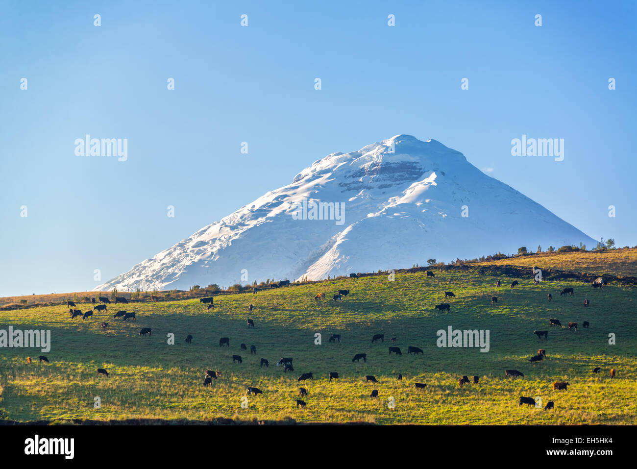 Ansicht von Nutztieren auf einem Hügel mit Cotopaxi Vulkan überragt es in Ecuador Stockfoto