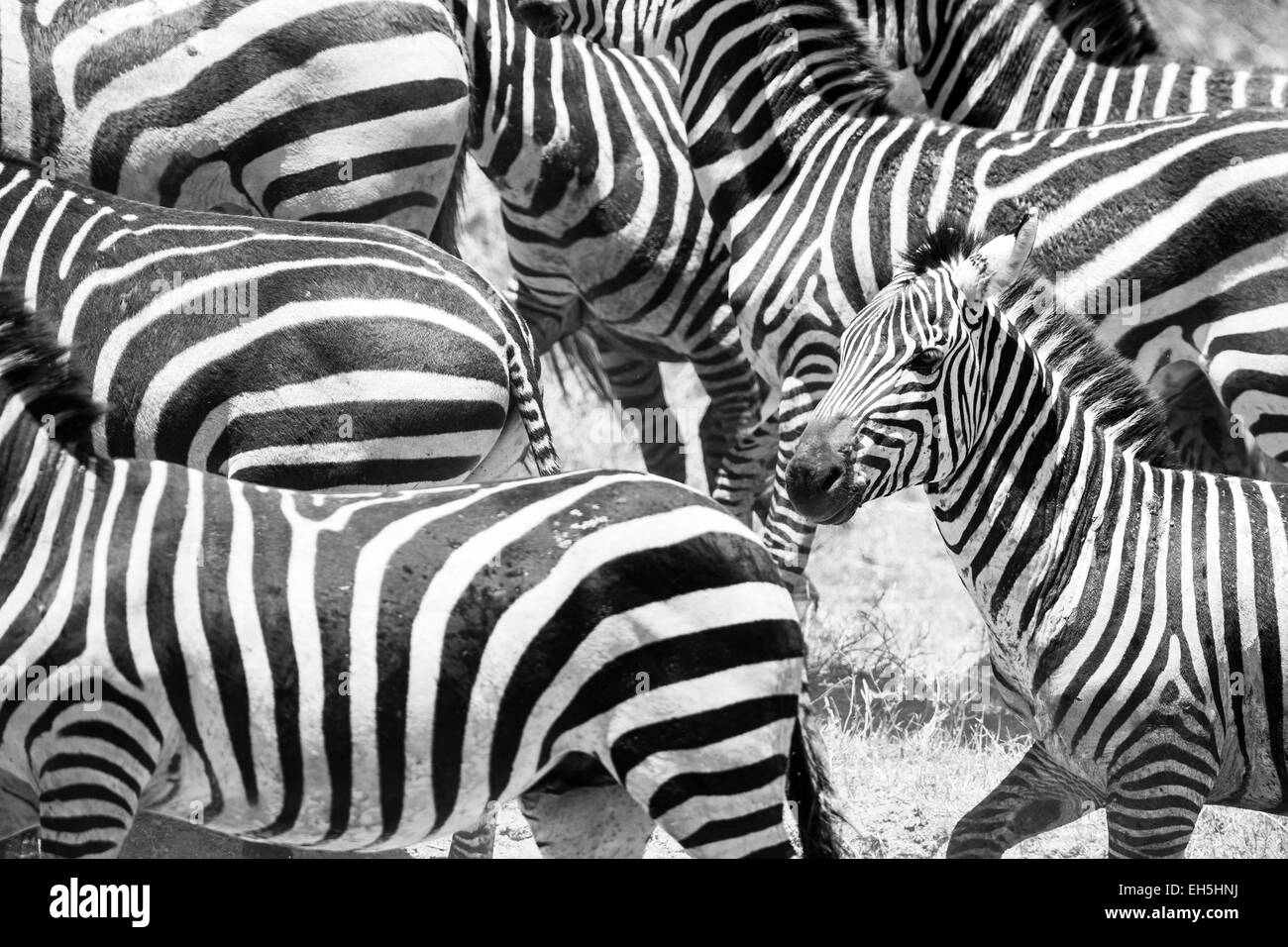 Nahaufnahme eines laufenden Zebras in Afrika Stockfoto