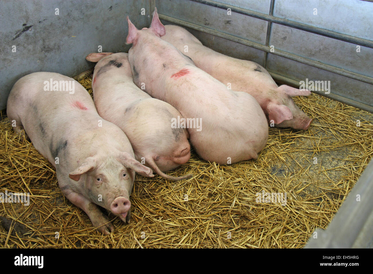 Vier Schweine auf Stroh in einem Metall-Stift. Stockfoto