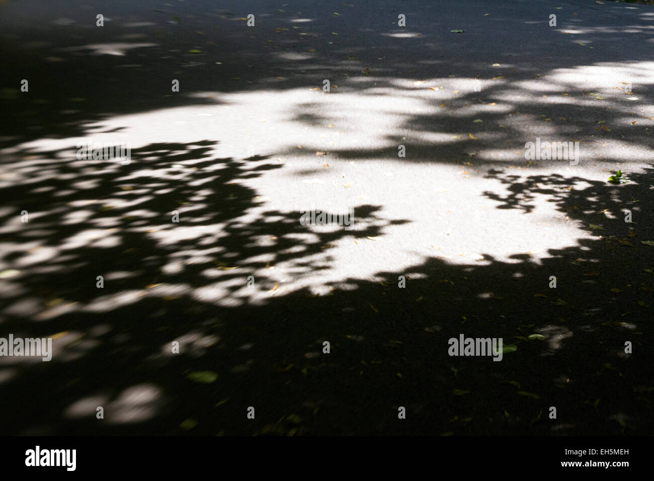 Abstraktes Bild von den Schatten der Blätter auf dem Boden Stockfoto