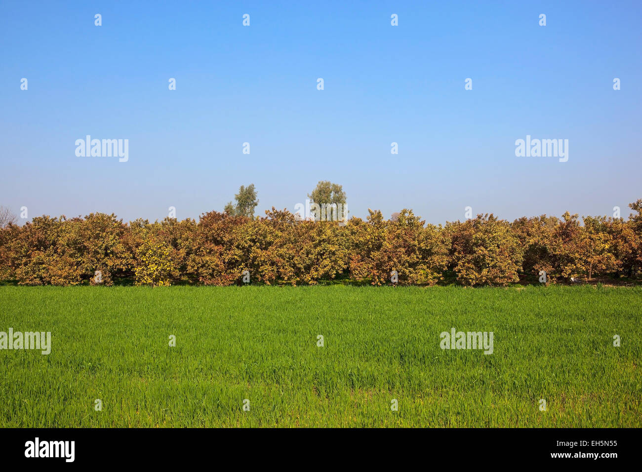 Punjabi Landschaft mit grünen Weizen und bunten Guave Bäume unter blauem Himmel Stockfoto