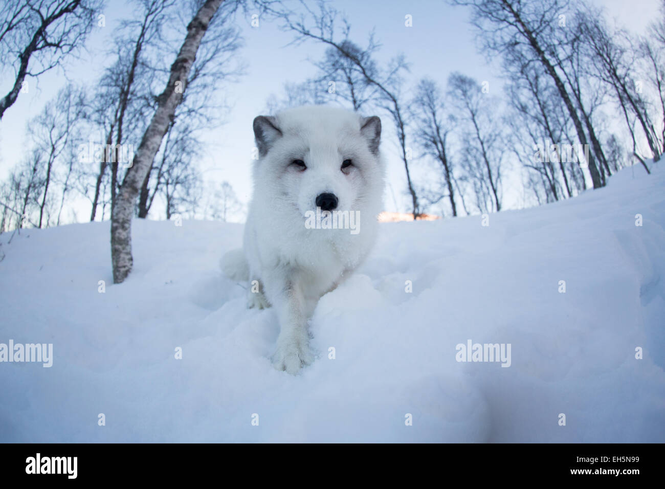 Polarfuchs im verschneiten Wald Stockfoto